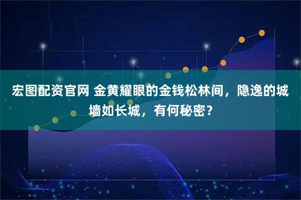 宏图配资官网 金黄耀眼的金钱松林间，隐逸的城墙如长城，有何秘密？