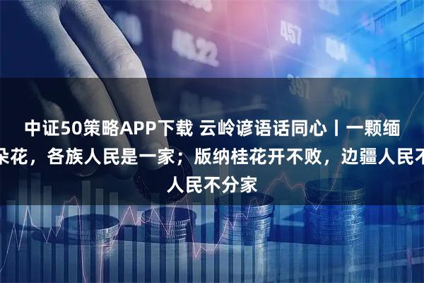 中证50策略APP下载 云岭谚语话同心丨一颗缅桂万朵花，各族人民是一家；版纳桂花开不败，边疆人民不分家
